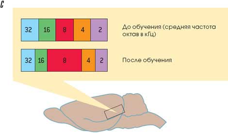 Во власти музыки (Секрет завораживающей власти музыки)